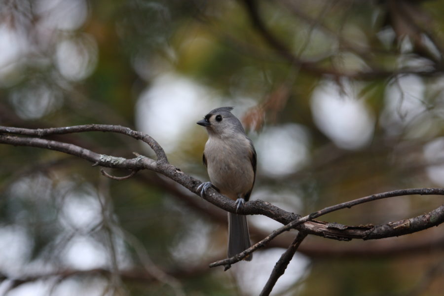 Tufted Titmouse