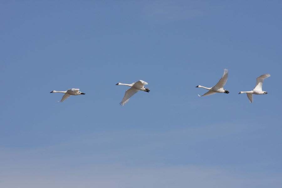 Tundra Swans