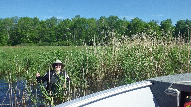 Rebecca conducts reed research