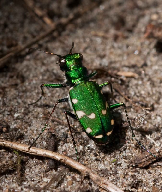 Northern Barrens Tiger Beetle 