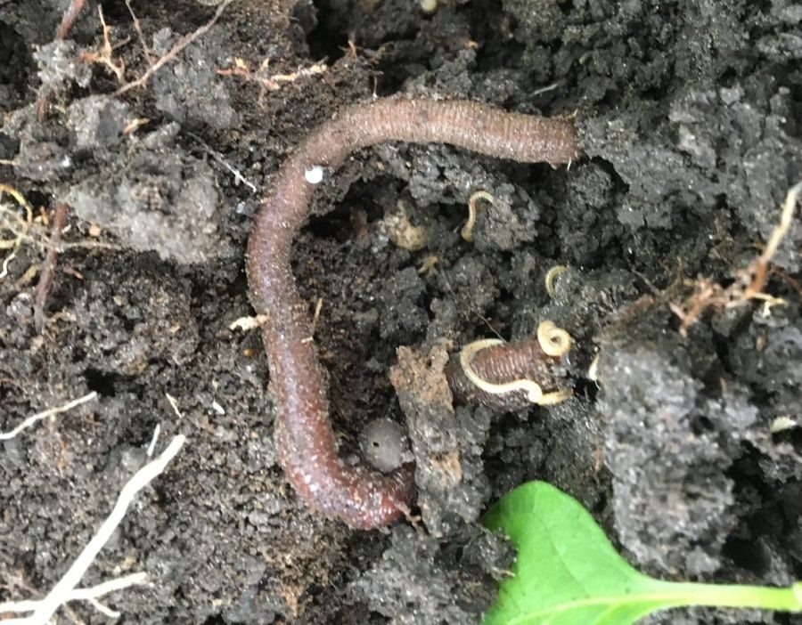 Worm in dirt.