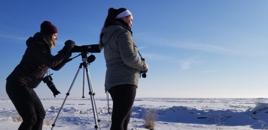 two birders with telescope on snowy beach