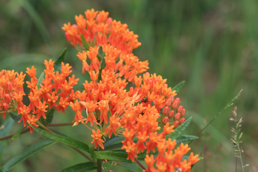 Butterfly Milkweed