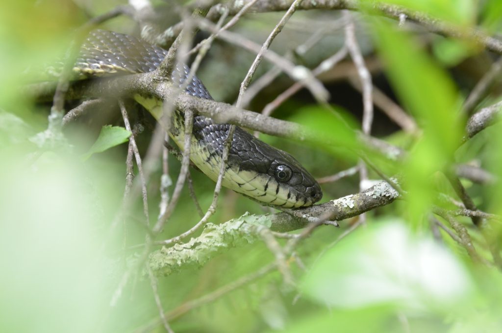 Couleuvre obscure rampant sur des branches et feuillage vert.