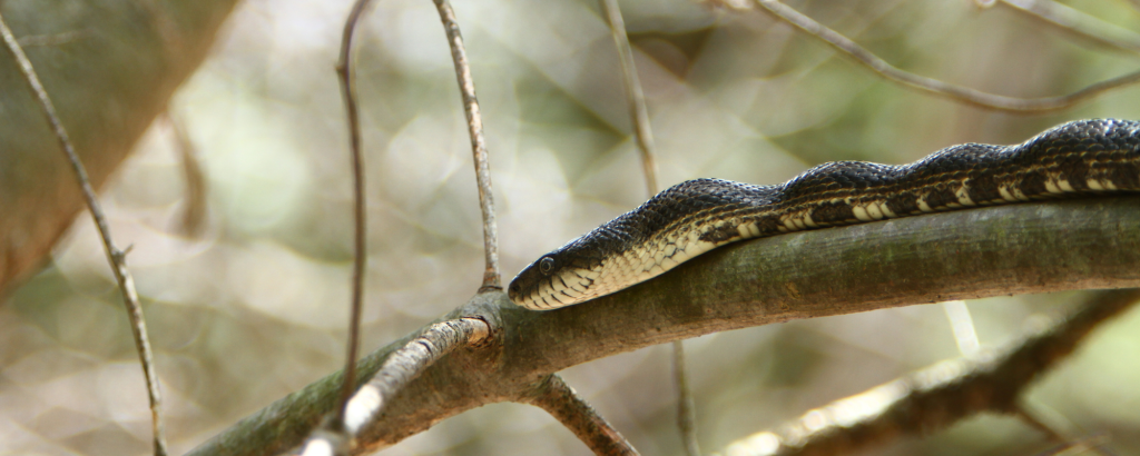 Couleuvre obscure rampant sur une branche nue dans un arbre.