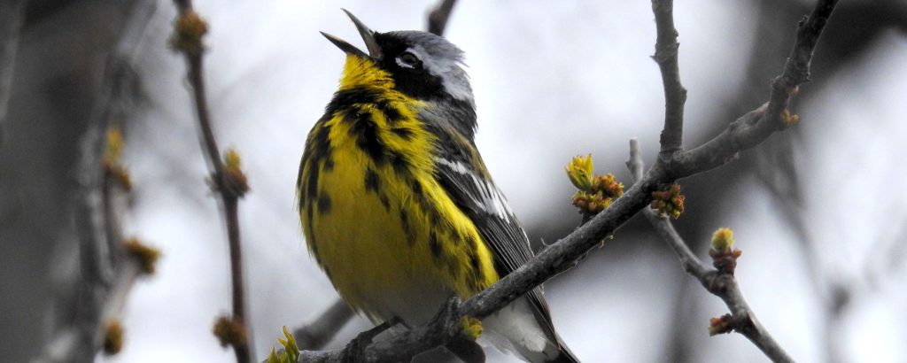 Une paruline à tête cendrée, le bec ouvert, perchée sur une branche