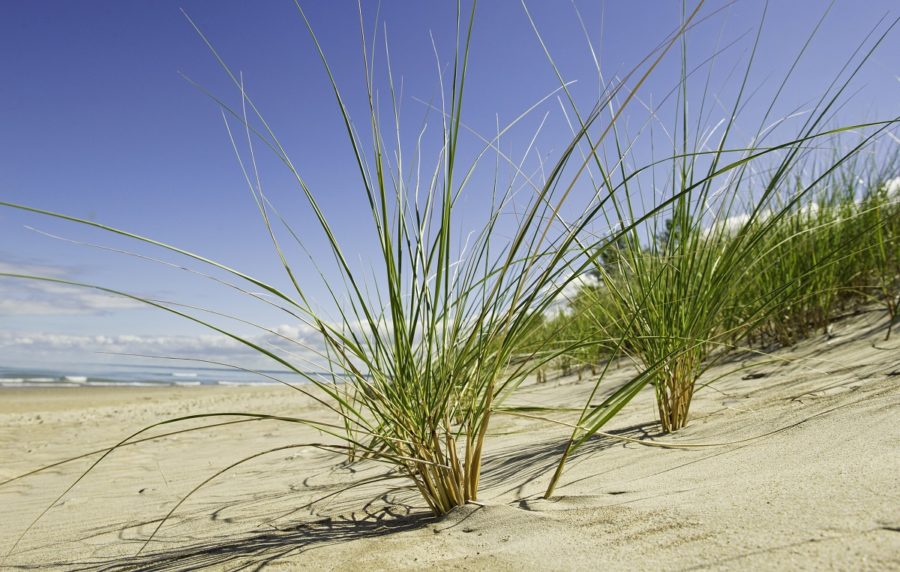 Dynamic Dunes At Pinery