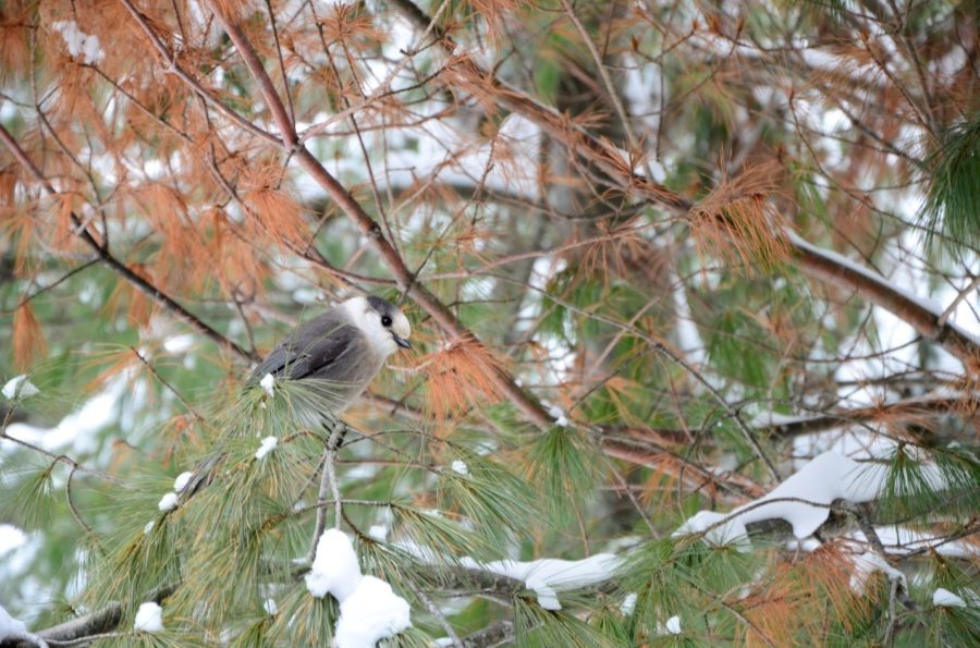 canada jay