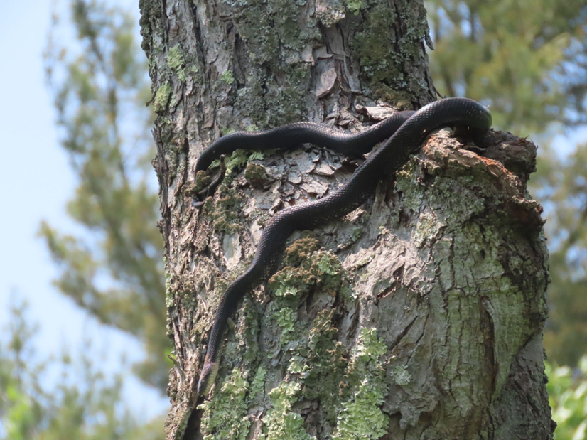 Couleuvre obscure grimpant dans un arbre couvert de lichen par une journée ensoleillée.