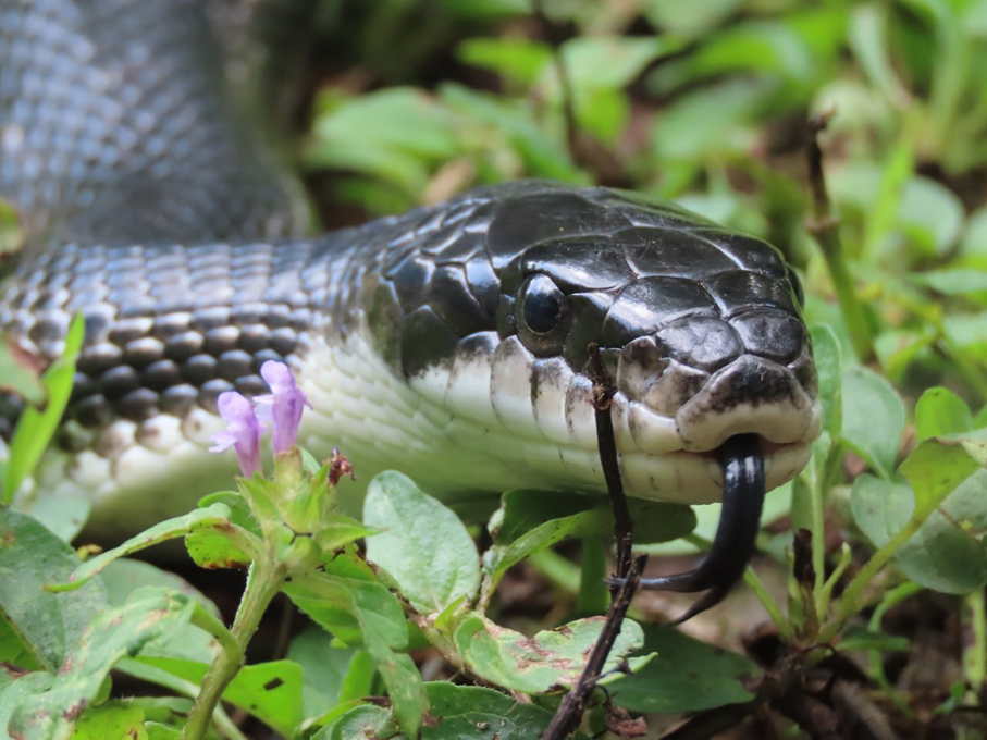 Gros plan sur une couleuvre obscure qui sort la langue et rampe sur l’herbe verte.