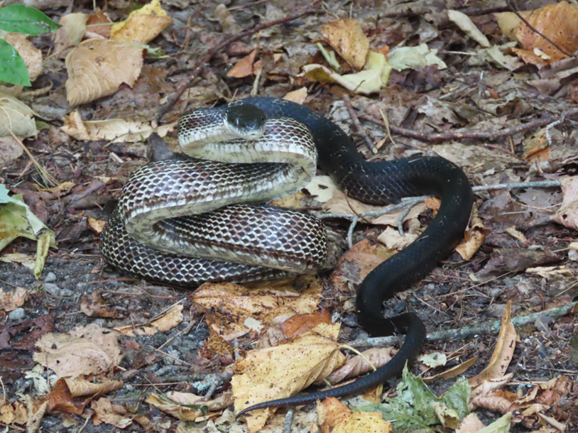 Couleuvre obscure sur le tapis forestier, entourée de feuilles et de brindilles.
