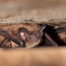 Little Brown Bat