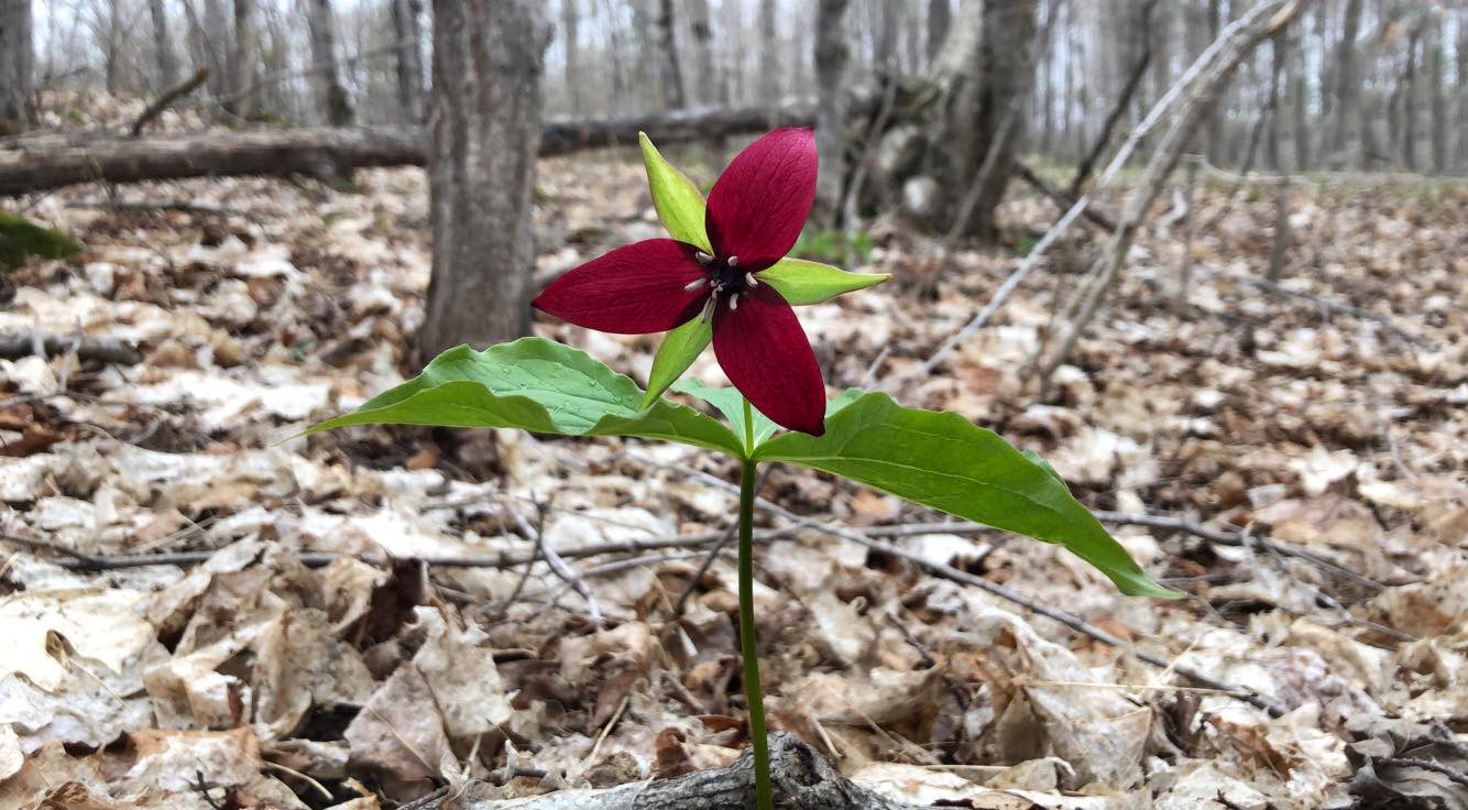 trillium