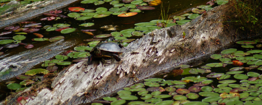 A turtle on the log in a pond