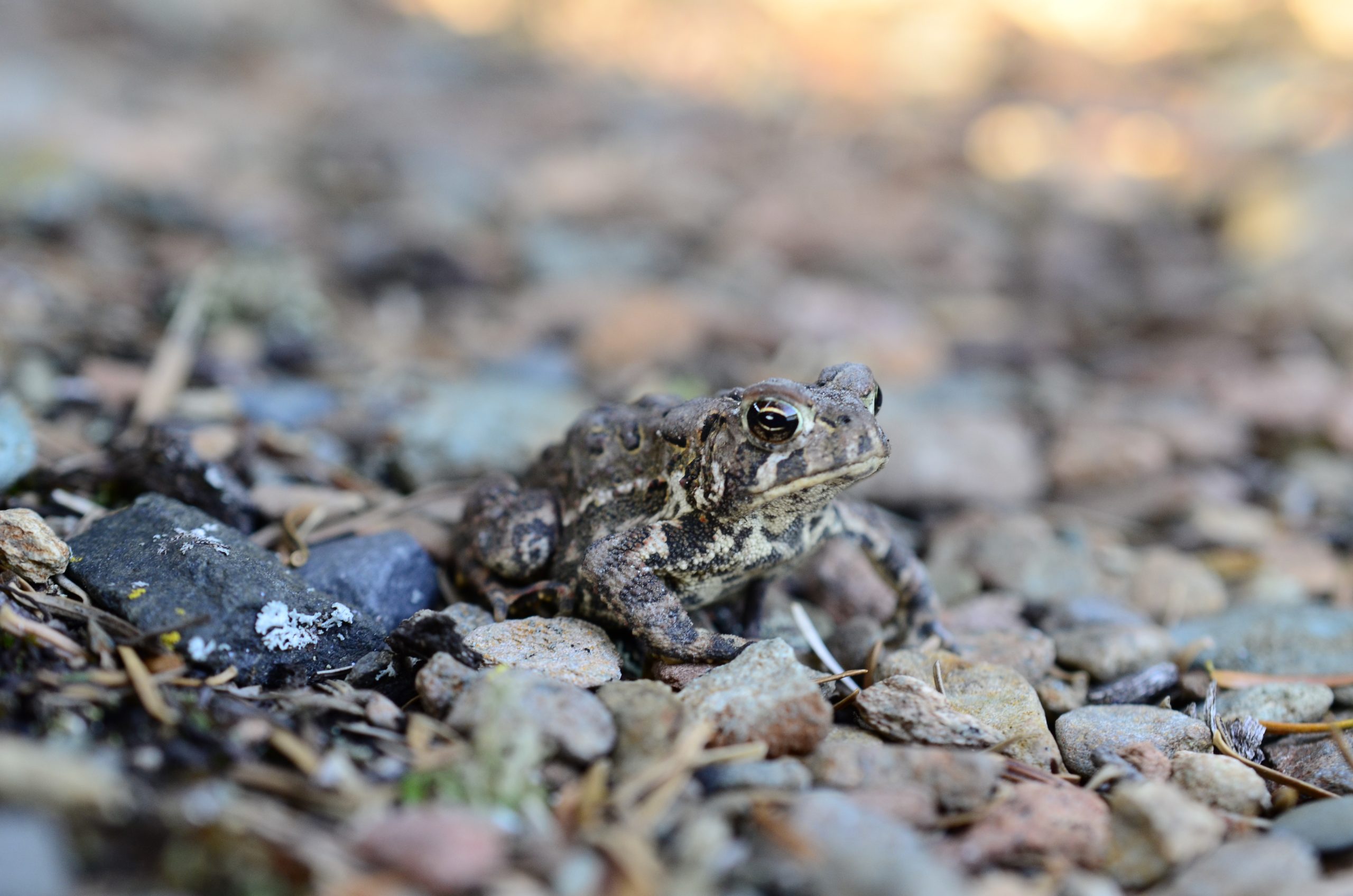 An American Toad on rocky ground