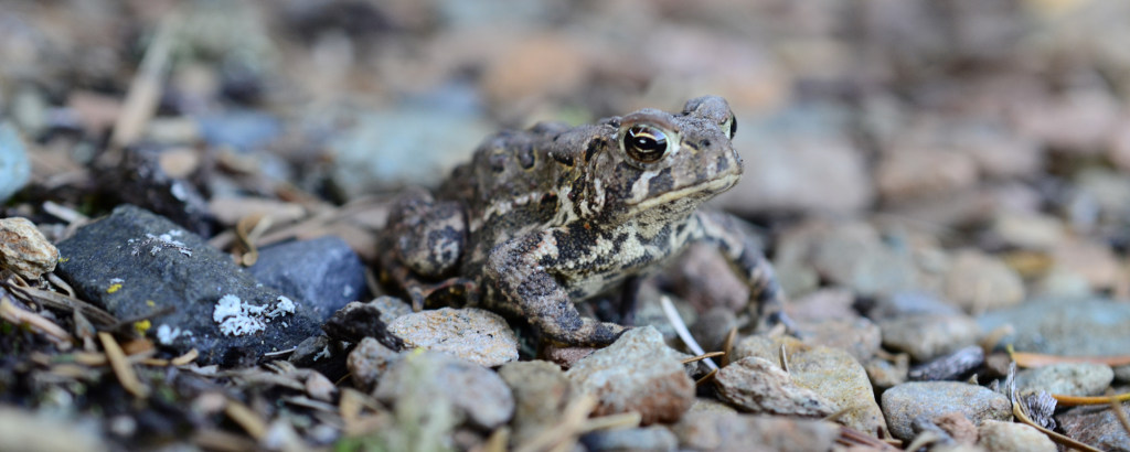 An American Toad on rocky ground