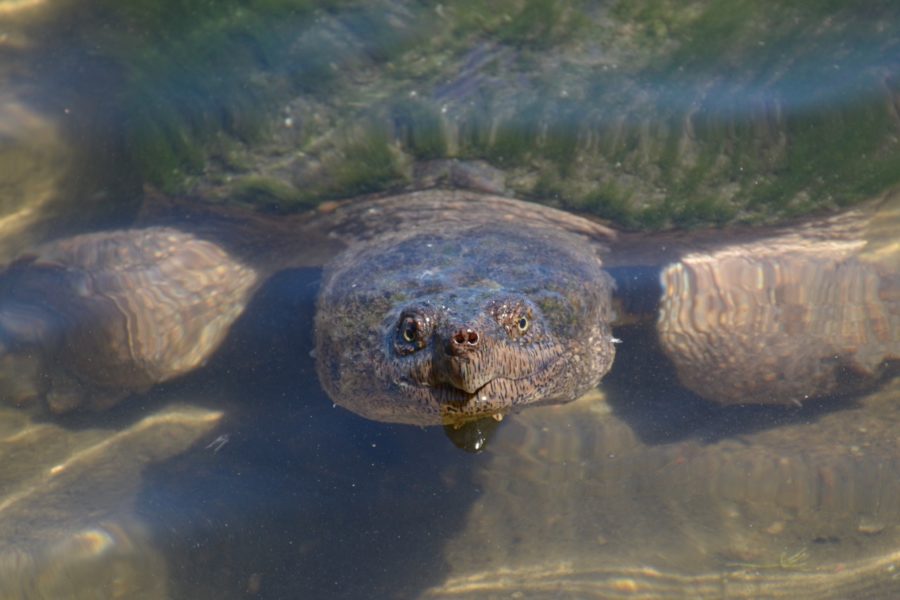 snapping turtle in water