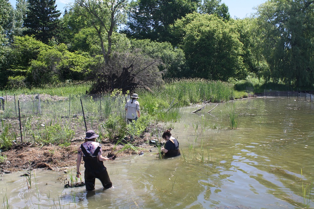 staff planting vegetation