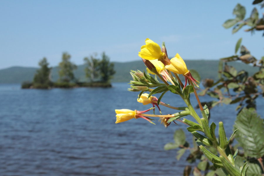 Evening Primrose