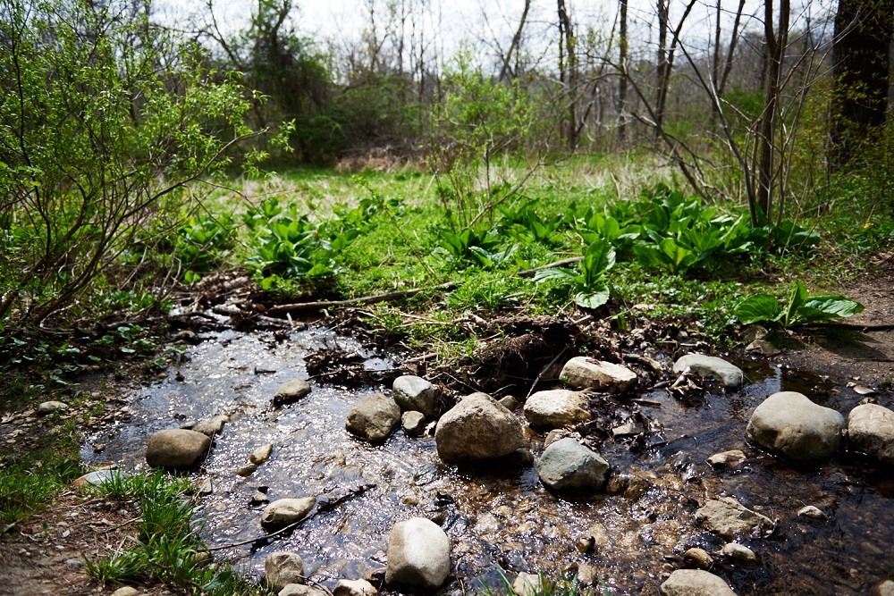 babbling brook