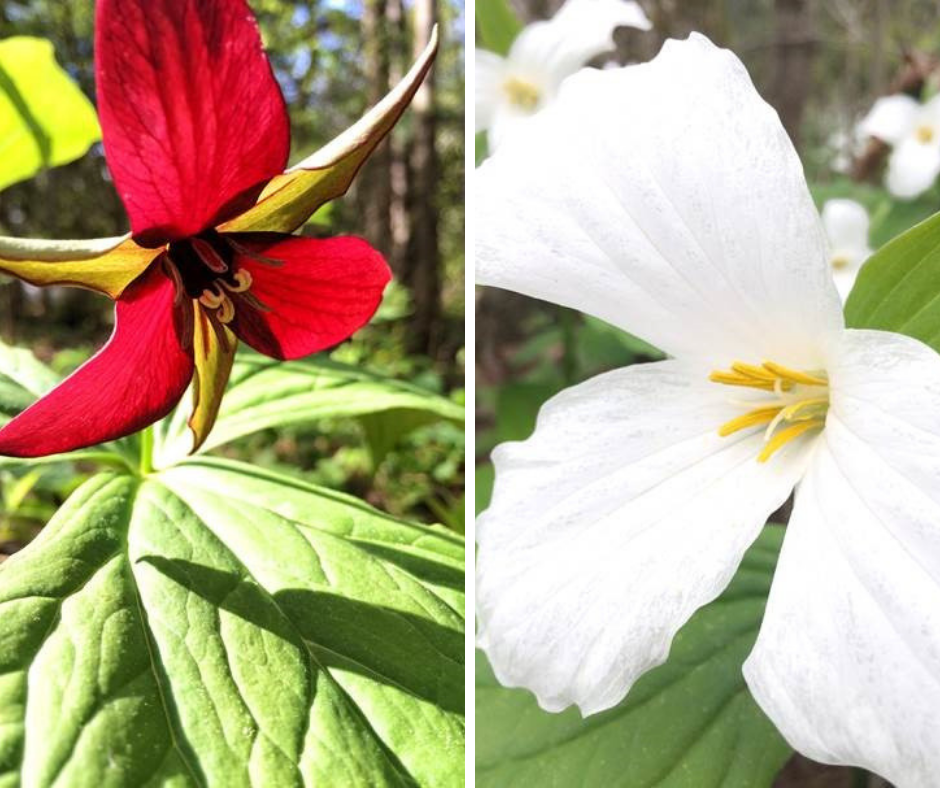 trilliums