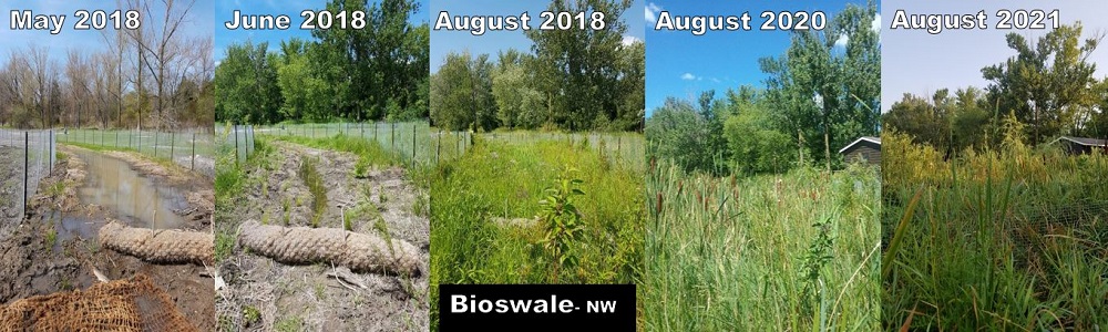 bioswale