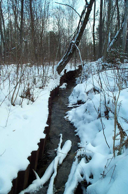 winter spring through forest