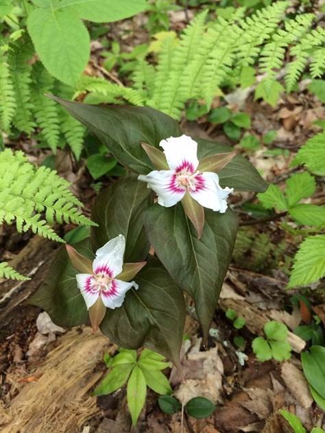 trilliums