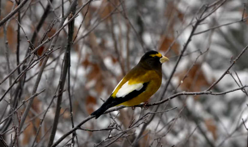 Evening Grosbeak on winter branches