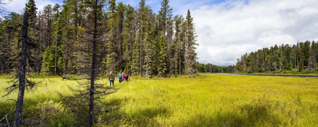 People hiking through a bog on a sunny day