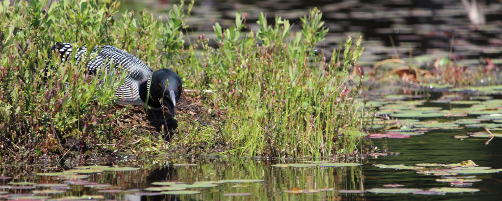 Female loon nesting
