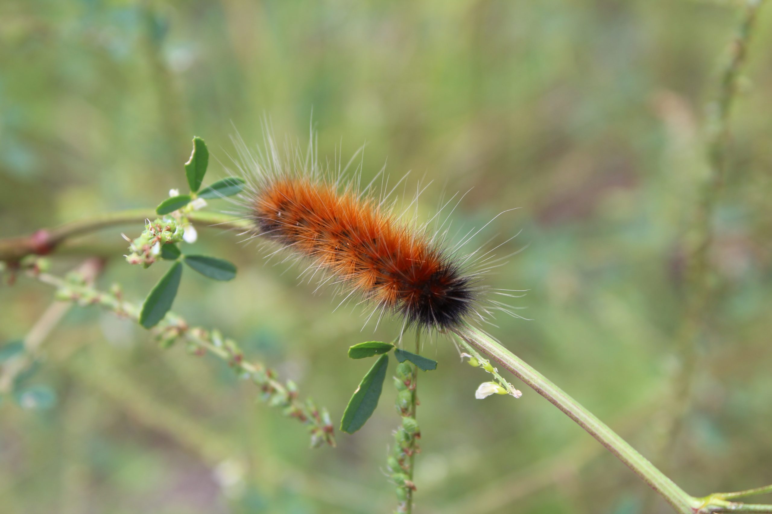 Spilosomina larvae on South Old Woman River Trail at Lake Superior Provincial Park