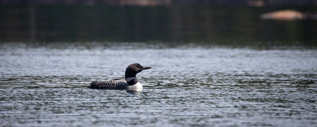loon swimming on lake