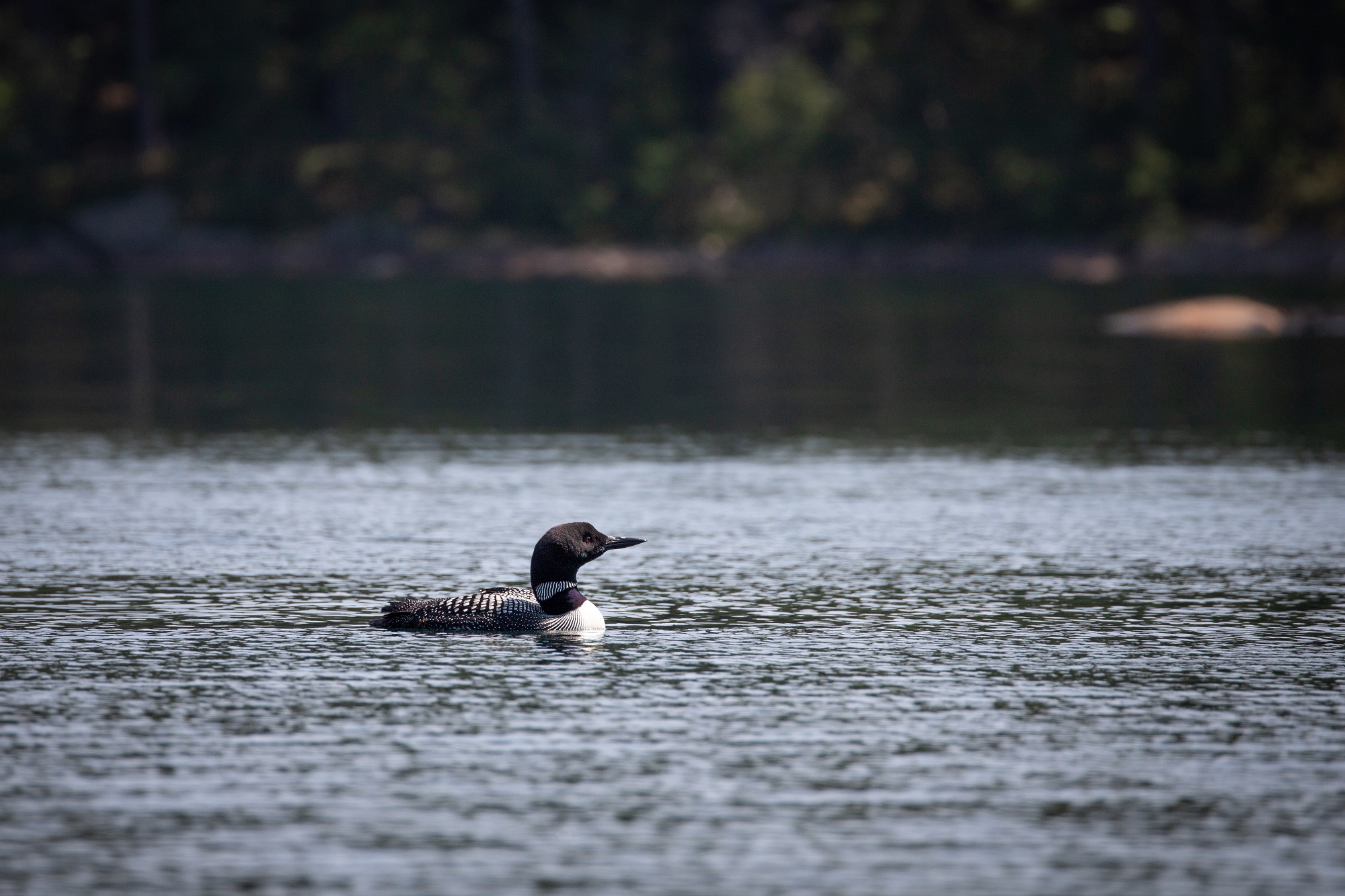 loon swimming on lake