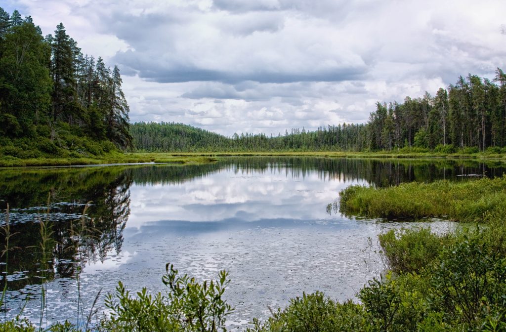 bog surrounded by boreal forest
