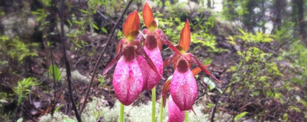 A cluster of three bright pink blossoms, with green leaves at the base