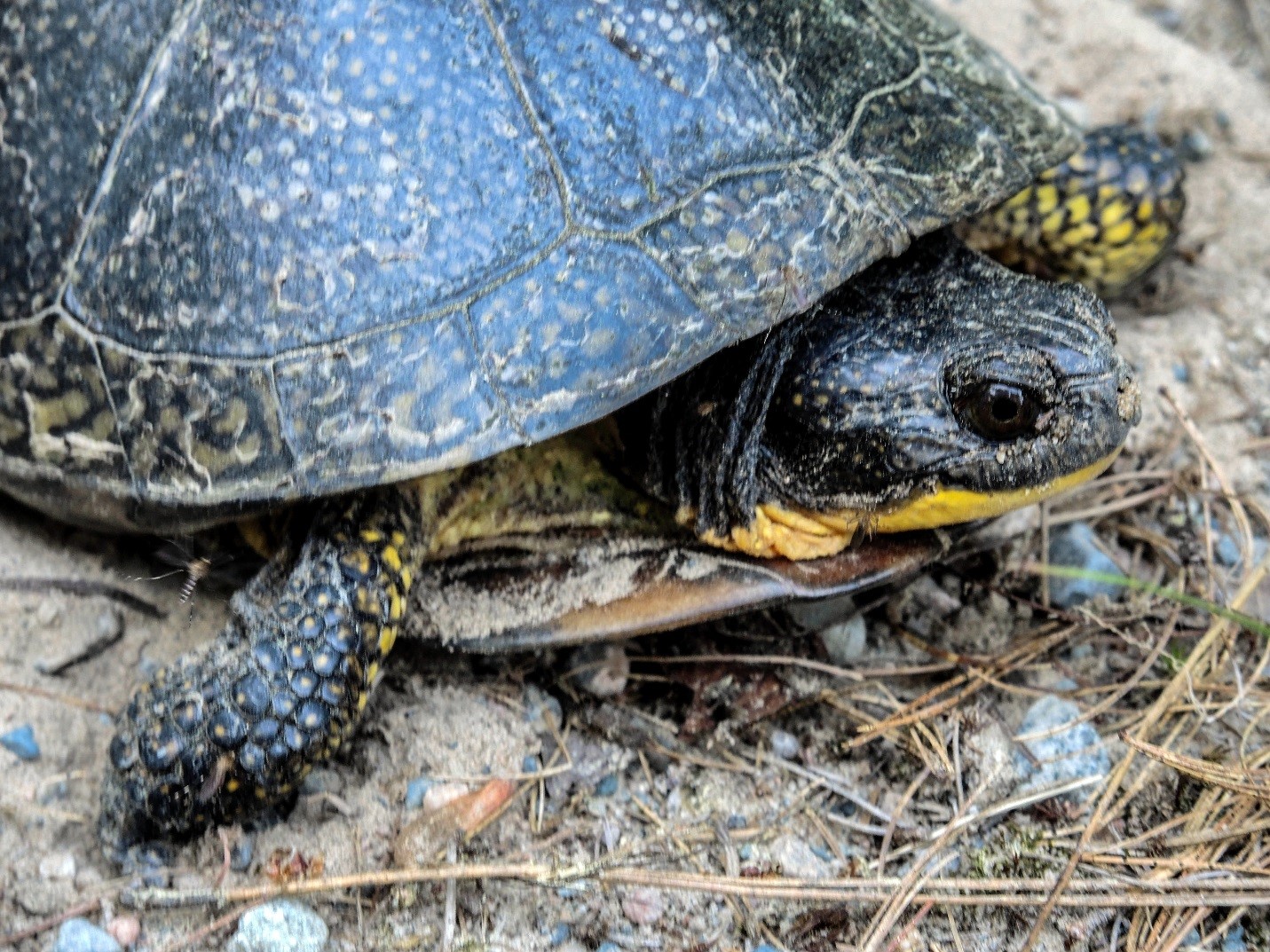 Blanding's Turtle