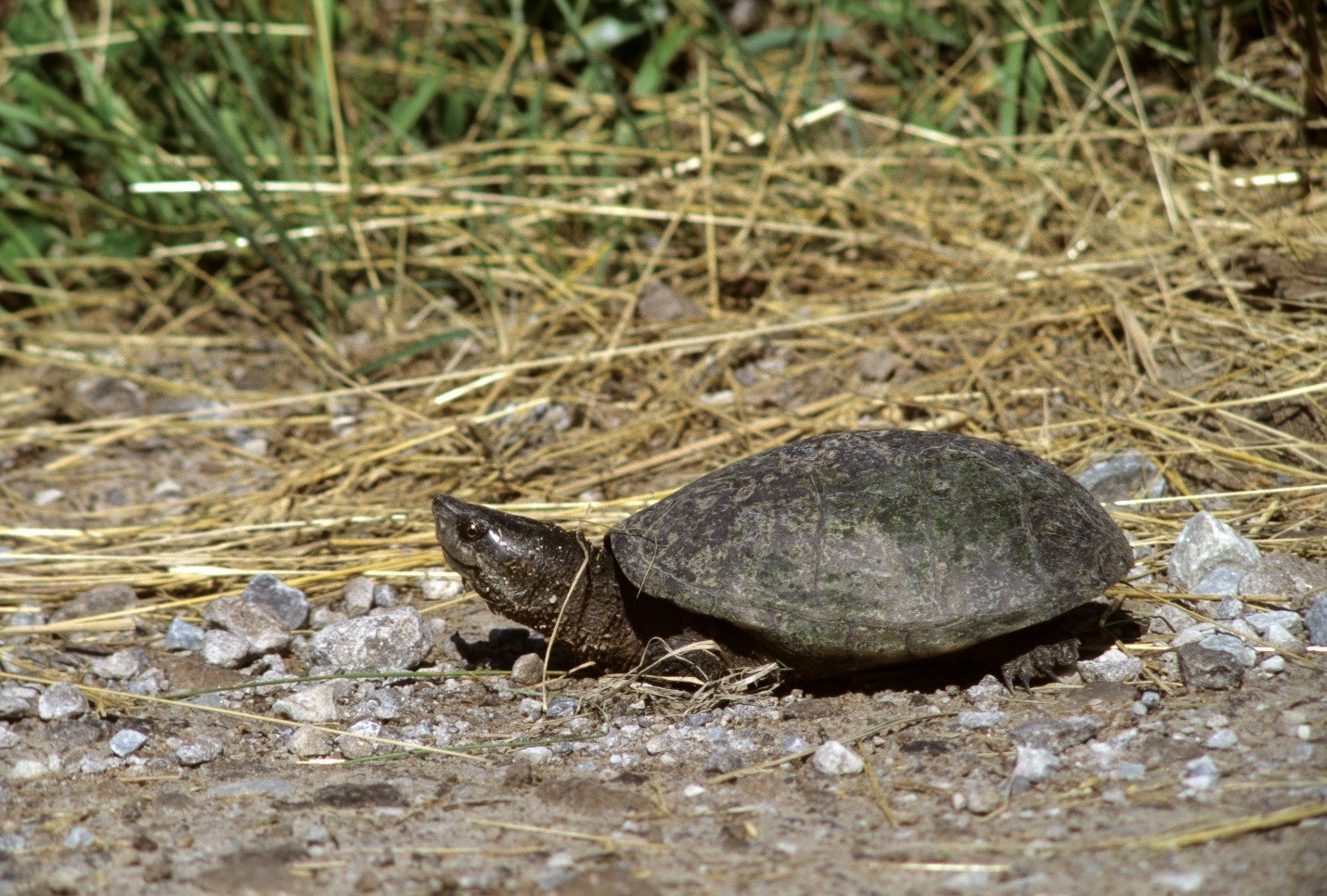 Eastern Musk Turtle