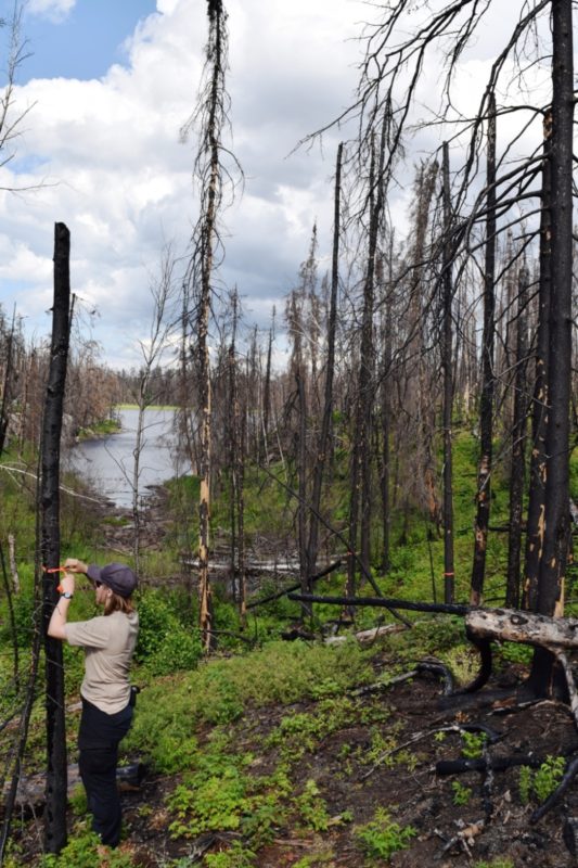 Park Staff wrapping flagging tape around a burned tree on portage trail