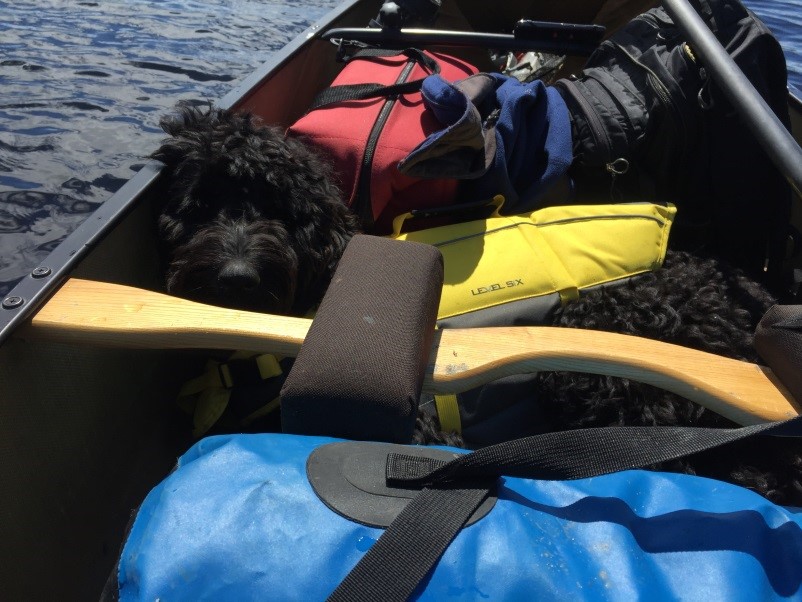 dog in canoe