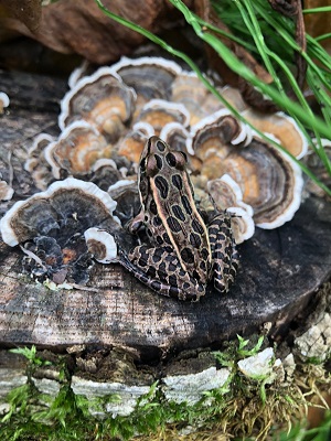 frog near fungi