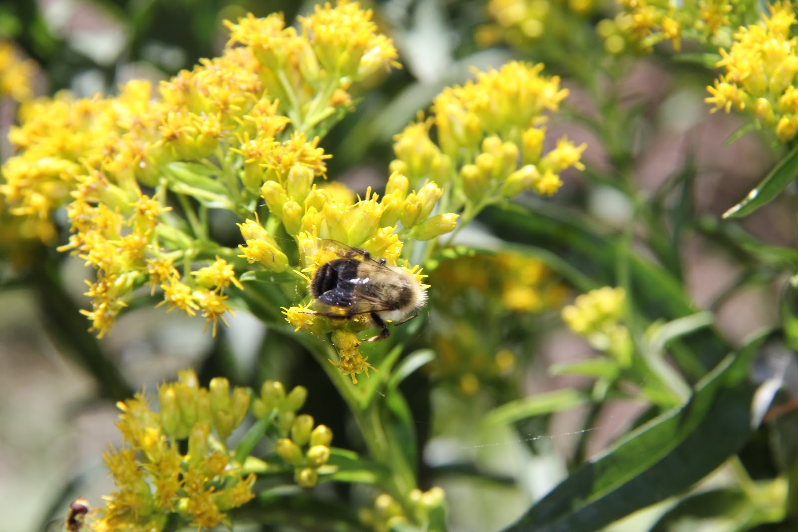 bee on flower