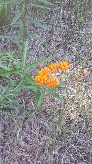 Butterfly Milkweed