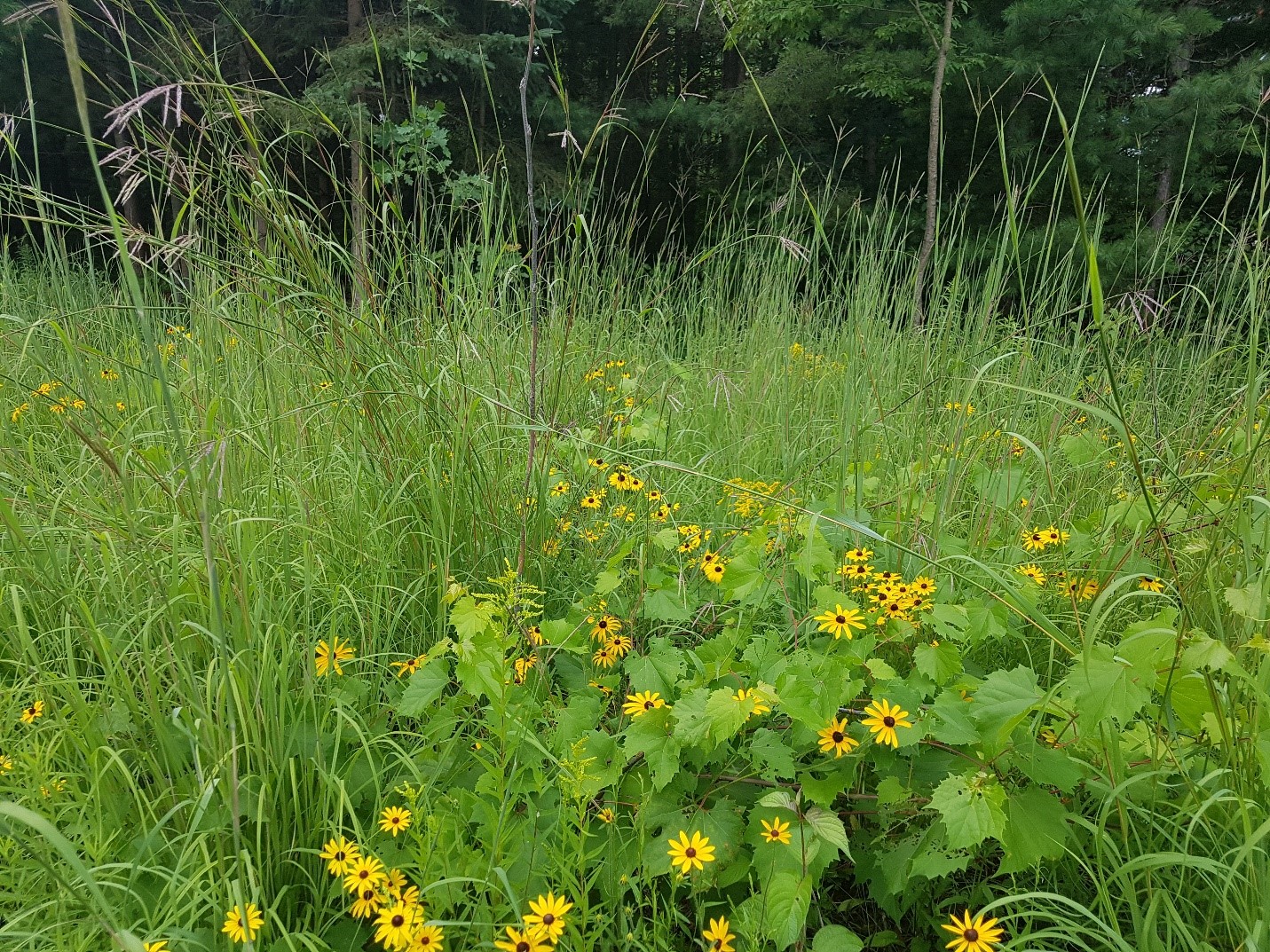 flowers