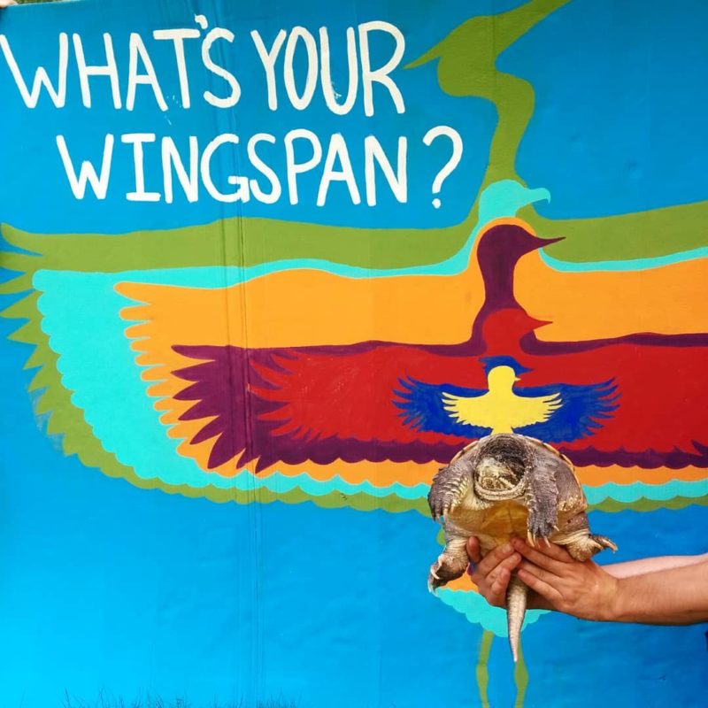 Spike, the park Snapping Turtle, measures his wingspan to those of local birds in front of a display.