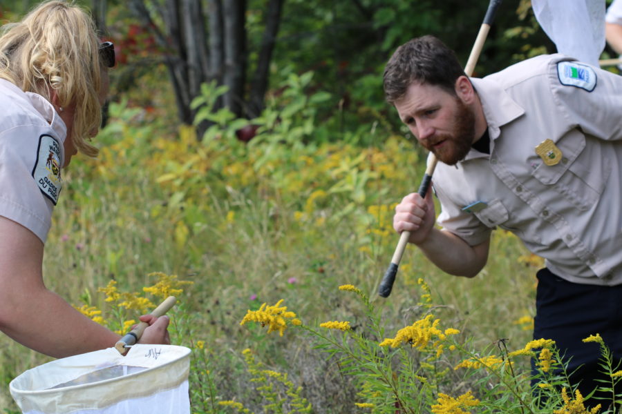 David out searching for butterflies with a large net.