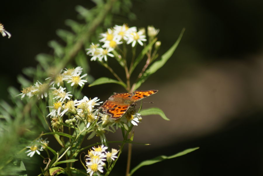 Green Comma Butterfly on Asters.