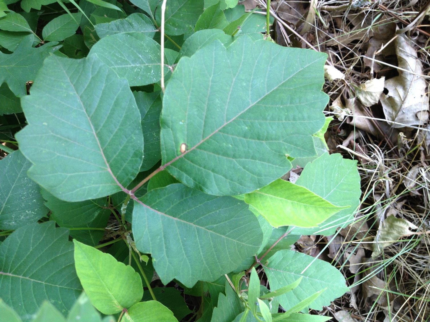 Green poison ivy leaves