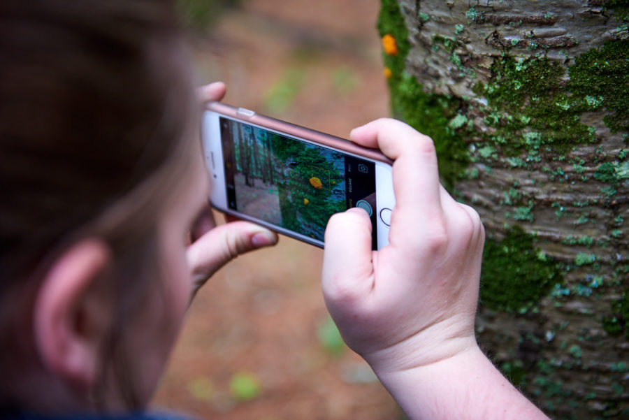 Taking a photo of a tree