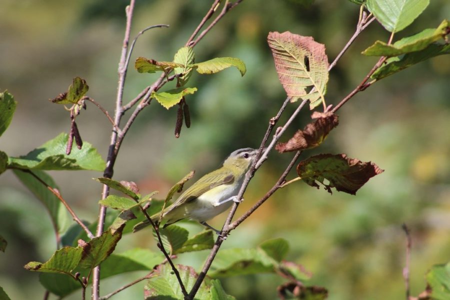 A little yellow bird sitting on a tree branch